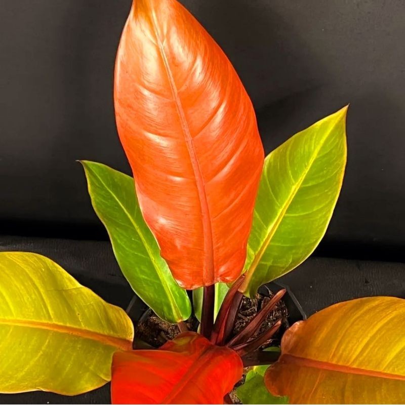 Jual Philodendron Orange Juice Tanaman Hias Philodendron Orange Juice Murah  BUKAN BONGGOL Tanaman Hidup Bunga Hidup Bibit Tanaman | Shopee Indonesia
