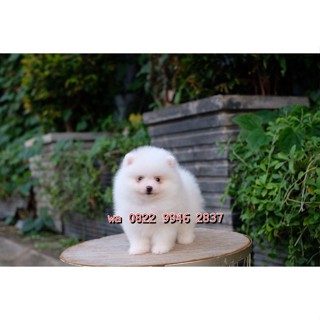 Jual Minipom Terlengkap Harga Terbaru Maret 2024 Shopee Indonesia