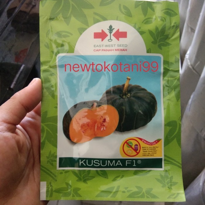 Jual Benih Labu Kusuma F1 95 Butir Labu Kuning Waluh Panah Merah ...