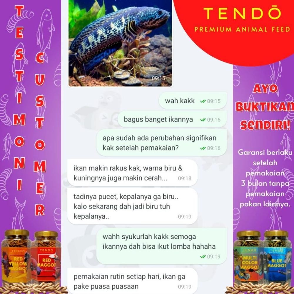 Jual ORIGINAL Maggot Pakan Ikan Chana Channa Auranti Maru Arwana Magot ...