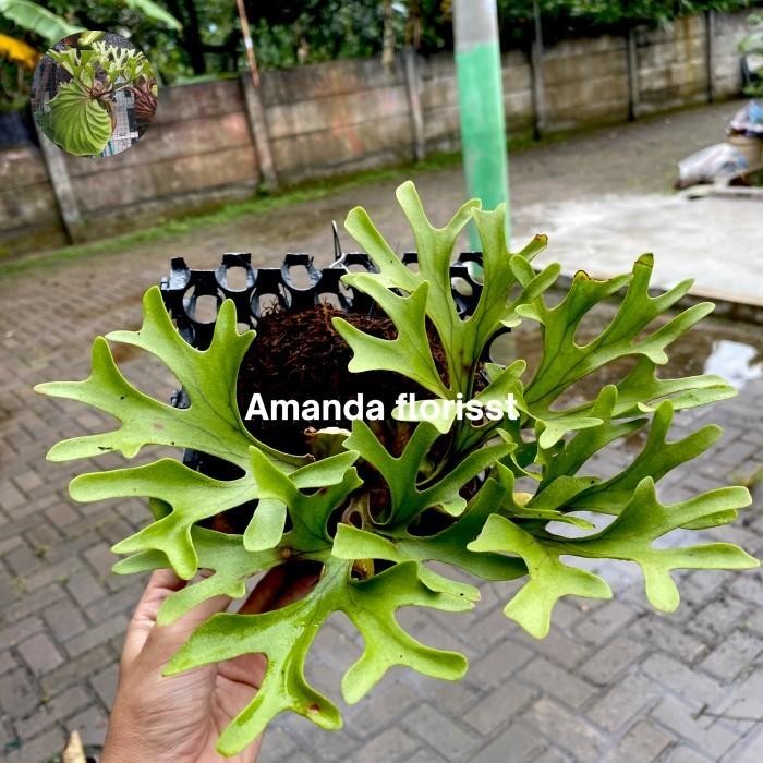 Jual PLATYCERIUM RIDLEYI / SIMBAR MENJANGAN / TANDUK RUSA Premium ...