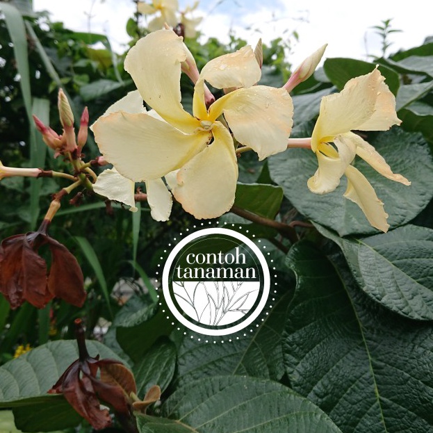 Jual (COD) Chonemorpha Fragrans Frangipani Vine Climbing Tanaman