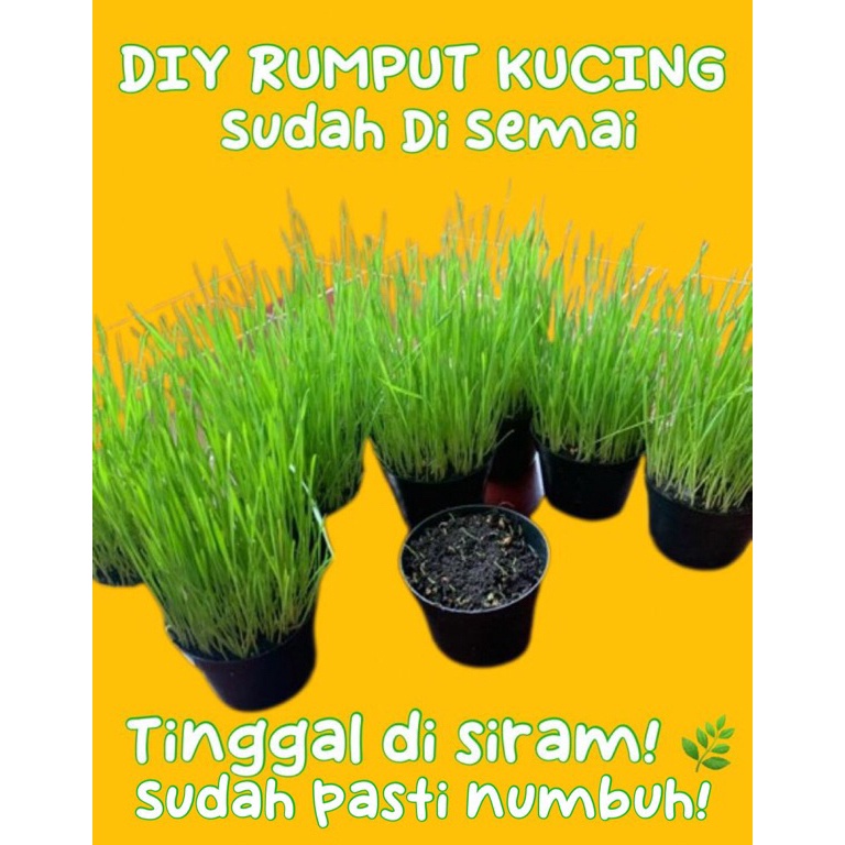 Jual R3adyst0ck Paket DIY Rumput Kucing Gandum Sudah Disemai Siap Panen ...