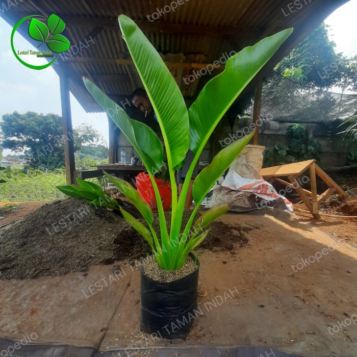 Jual Tanaman Hias Pisang Kipas Pohon Pisang Kipas Bibit Pohon Pisang Kipas Shopee Indonesia