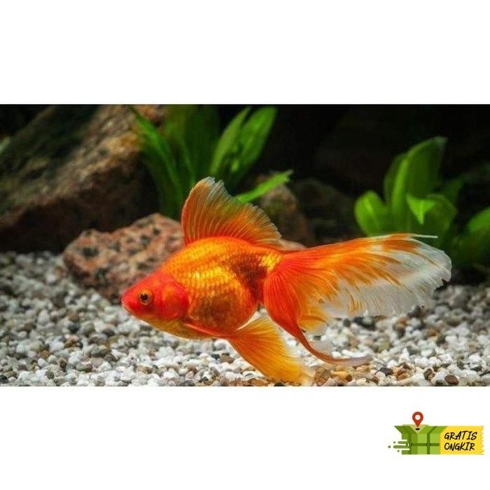 Jual Baru Koleksi Mas Koki Ikan Hias Aquascape Air Tawar Aquarium ...