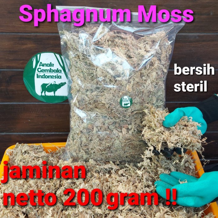 Jual Bestseller Spaghnum Moss / Lumut Spaghnum (Kering+Bersih+Steril ...