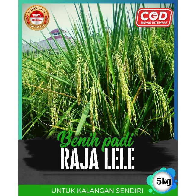 Jual benih padi raja lele 5kg | Shopee Indonesia