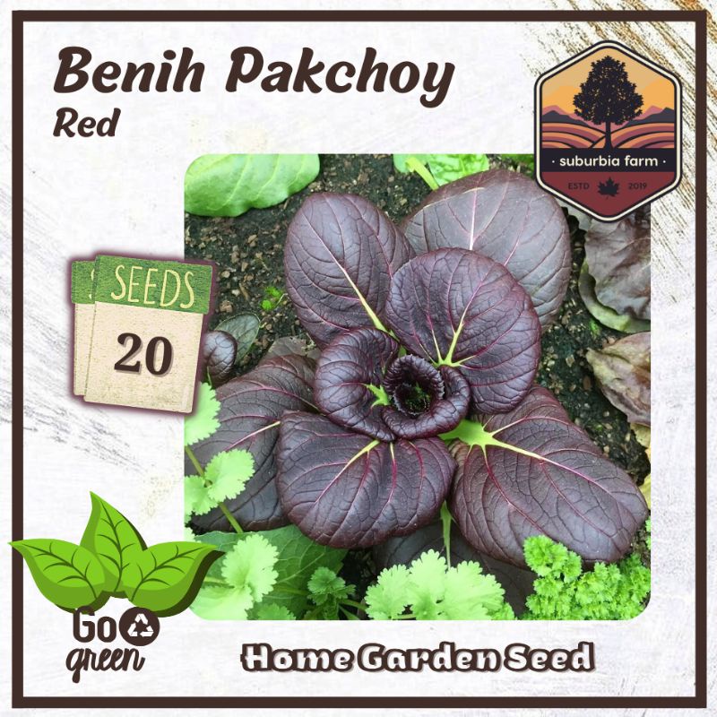 Jual 20 Biji Benih Red Pakchoy Bibit Sayuran Sawi Pakcoy Merah Ungu ...