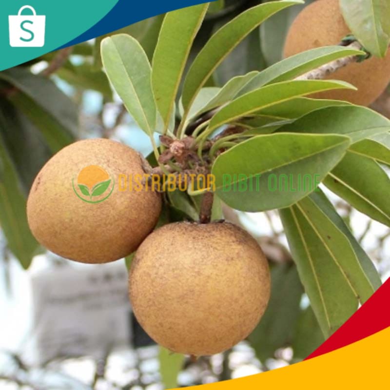 Bibit Buah Sawo Manila Okulasi Cepat Berbuah