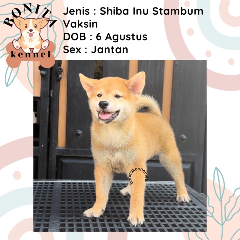 Shiba inu hot sale puppy harga