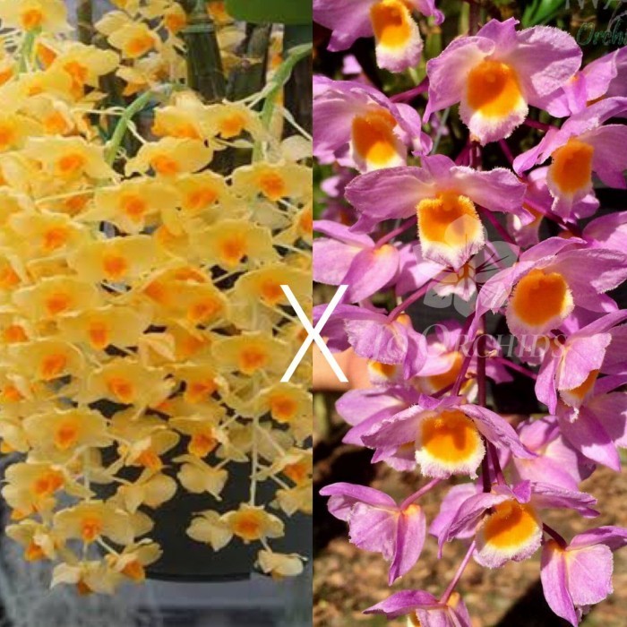 Jual [COD] Anggrek Dendro Jairak Griffith X D. Farmery Pink Limited ...