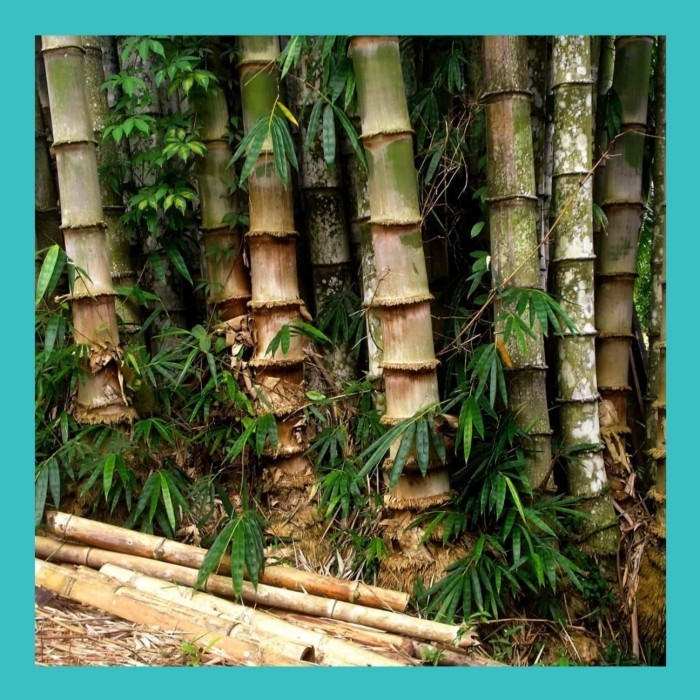 Jual Bibit Tanaman Bambu Petung/Betung - Bambu Raksasa /bambu rebung ...