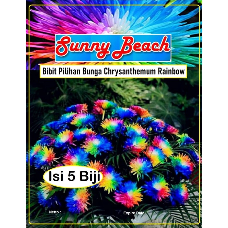 Jual Bibit Pilihan Bunga Chrysanthemum Rainbow | Benih Bunga ...