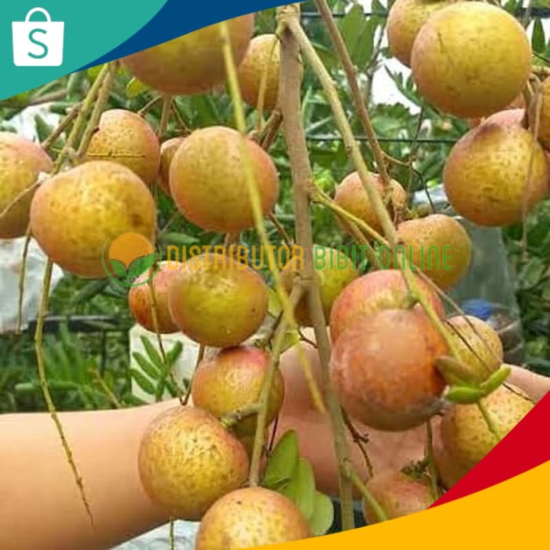 Bibit Kelengkeng Pingpong Hasil Okulasi Siap Berbuah