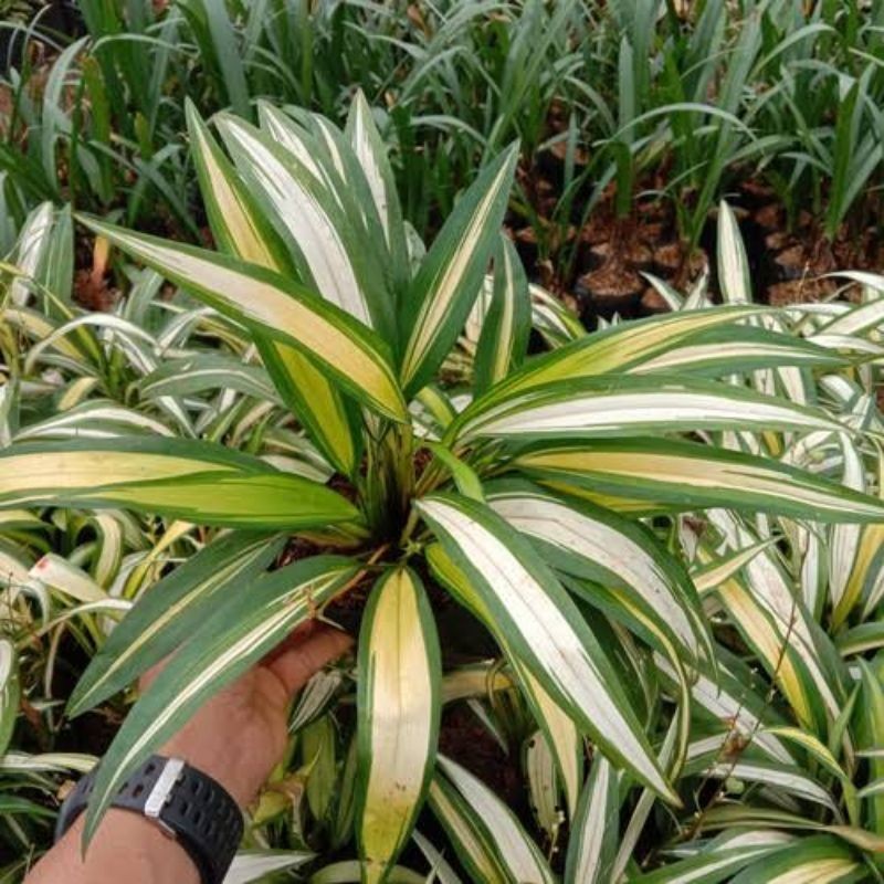 TANAMAN HIAS LILI HEMA VARIEGATA - TANAMAN HIAS HIDUP OUTDOOR