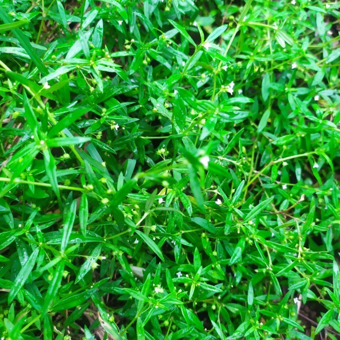 Jual Seed Center Daun Rumput Mutiara Herbal Kering (500 Lembar ...