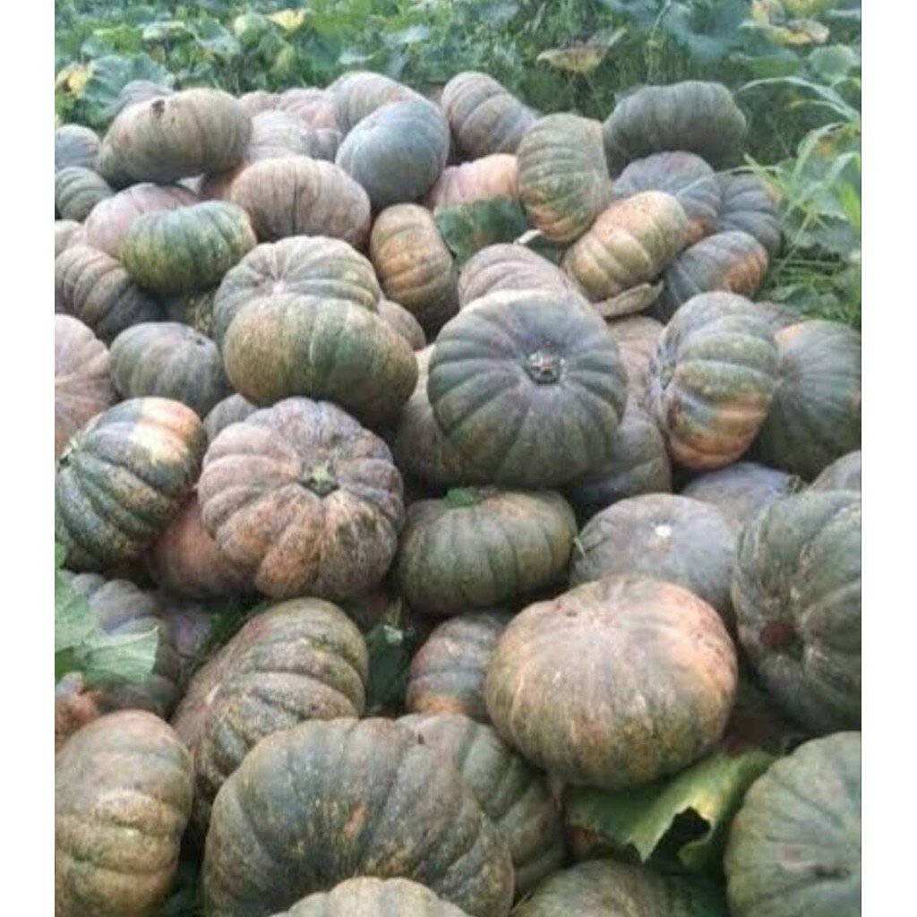 Jual 25 BUTIR BIJI BENIH TANAMAN labu waluh samina f1 (kemasan repack ...