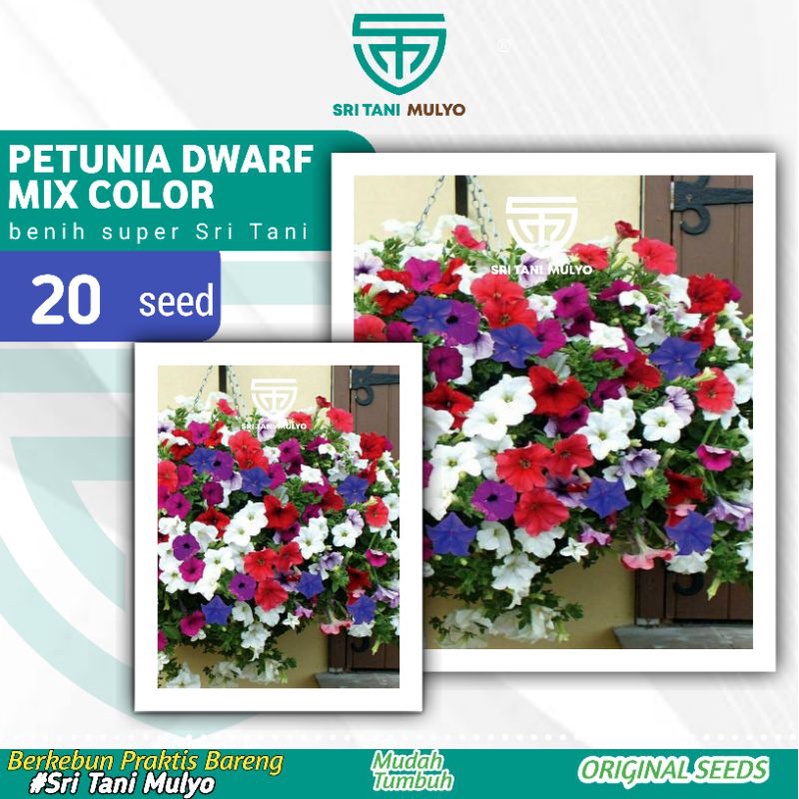 Jual 20 Biji - Benih Bunga PETUNIA DWARF MIX COLOR - Kwalitas Premium ...