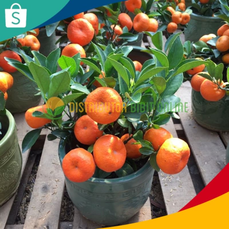 Bibit Jeruk Santang Madu Hasil Okulasi Kondisi Siap Berbuah