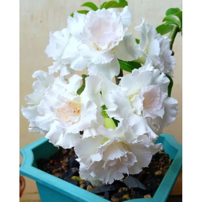 Jual tanaman hias kemboja adenium bunga tumpuk white bunga jumbo ...