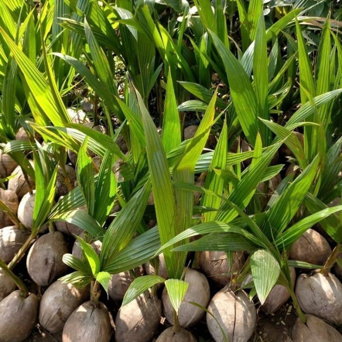 Jual OBRAL TANAMAN BARU DATAG bibit buah kelapa gejah etok berbuah ...