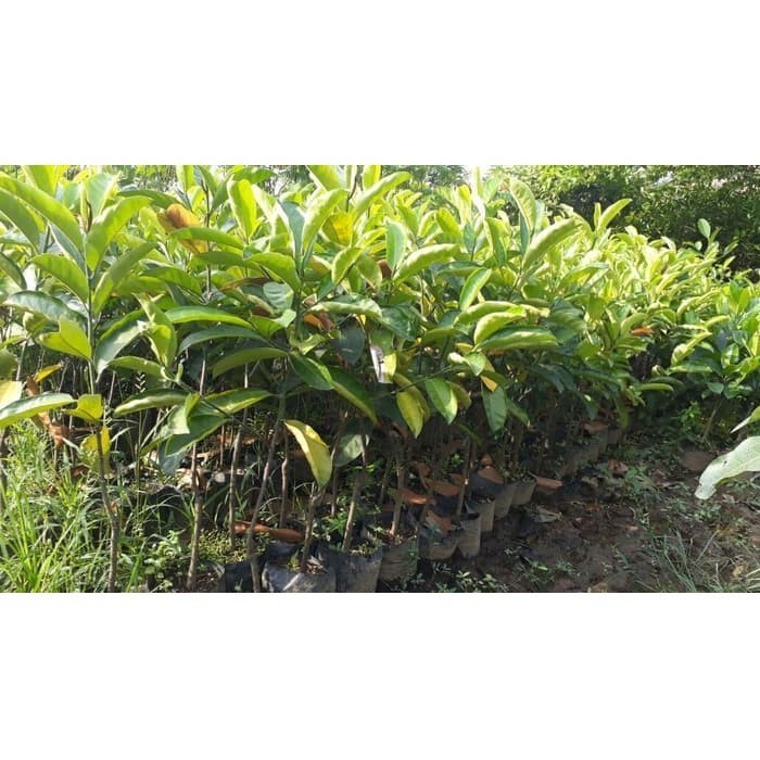 Jual OBRAL TANAMAN BARU DATAG Bibit Buah Cempedak Mais 70 cm KHAZA ...