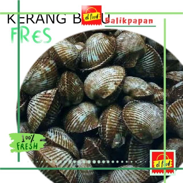 Jual KERANG BULU SEGAR 1kg /ELFOOD/Daging/Seafood | Shopee Indonesia