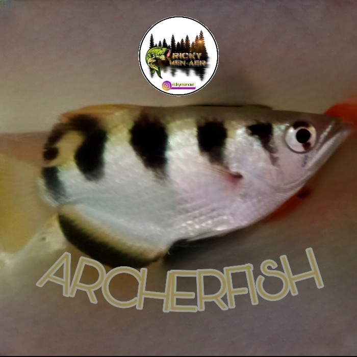Jual Archer Fish Sumpit Ikan | Shopee Indonesia