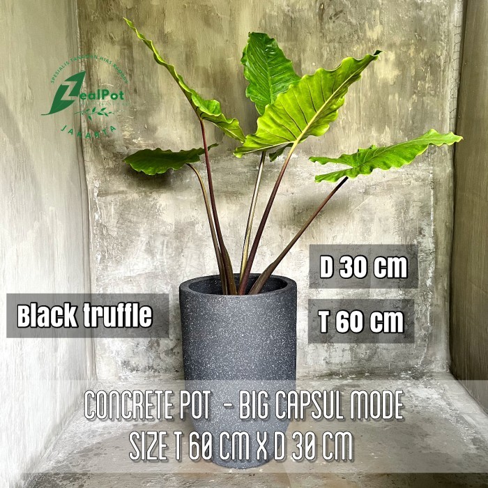 Jual POT TANAMAN CONCRETE SEMEN CAPSUL MODE BIG SIZE | Shopee Indonesia