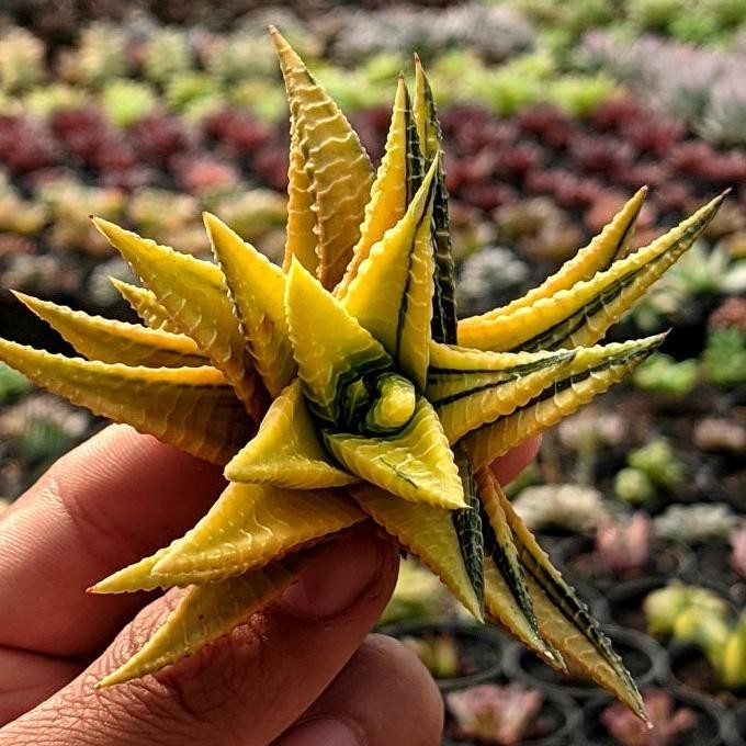 Jual Baru Haworthia Limifolia Hybrid Tanaman Hias Kaktus Sukulen