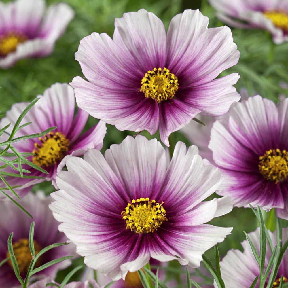 Jual Seed Center - Bibit Benih Bunga Cosmos Striped (2 Seeds) | Shopee ...