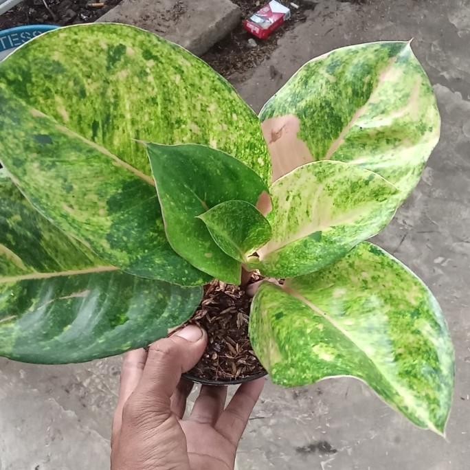 Jual Baru Tanaman Hias Aglonema Emeral Shopee Indonesia