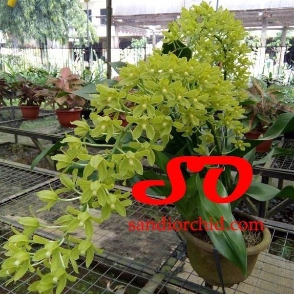 Jual Grammatophyllum Scriptum Var Citrinum (Dewasa Siap Berbunga ...