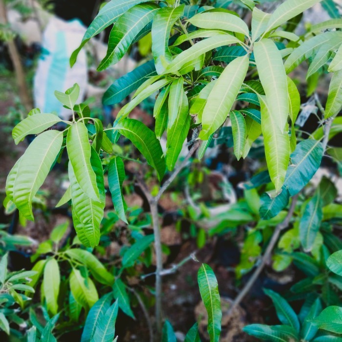 Jual bibit mangga Kombinasi mangga kiosawai dan falan | Shopee Indonesia
