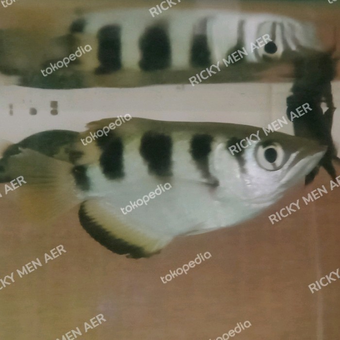 Jual Archer Fish Sumpit Ikan | Shopee Indonesia