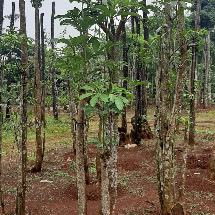 Jual [Original] Pohon Pule Grouping Pohon Pelindung Tinggi 3 Meter ...