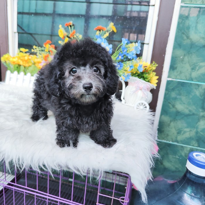 Jual silver toy store poodle