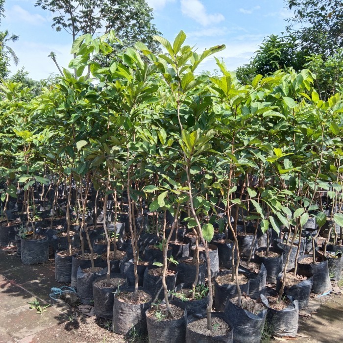 Jual Bibit Rambutan Binjai & Rapiah Siap Berbuah, Tinggi 2Meter ...