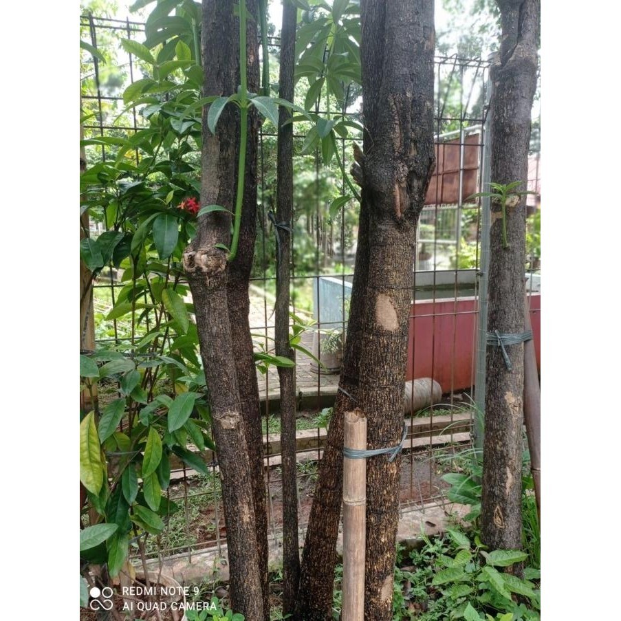 Jual [New] Pohon Pule / Pulai Grouping Tinggi 3,5 Meter | Shopee Indonesia