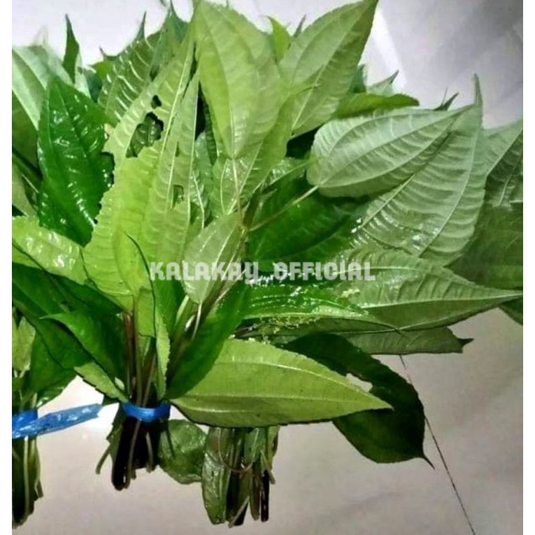 Jual Lalapan Daun Pohpohan Segar Per Ikat Daun Pohpohan Lalapan Herbal