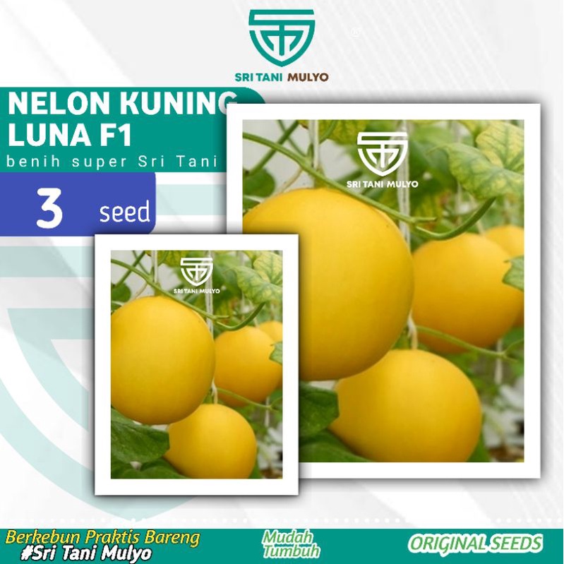 Jual Biji Benih Buah Melon Kuning Luna F Known You Seed Bibit Tanaman Buah Buahan Melon