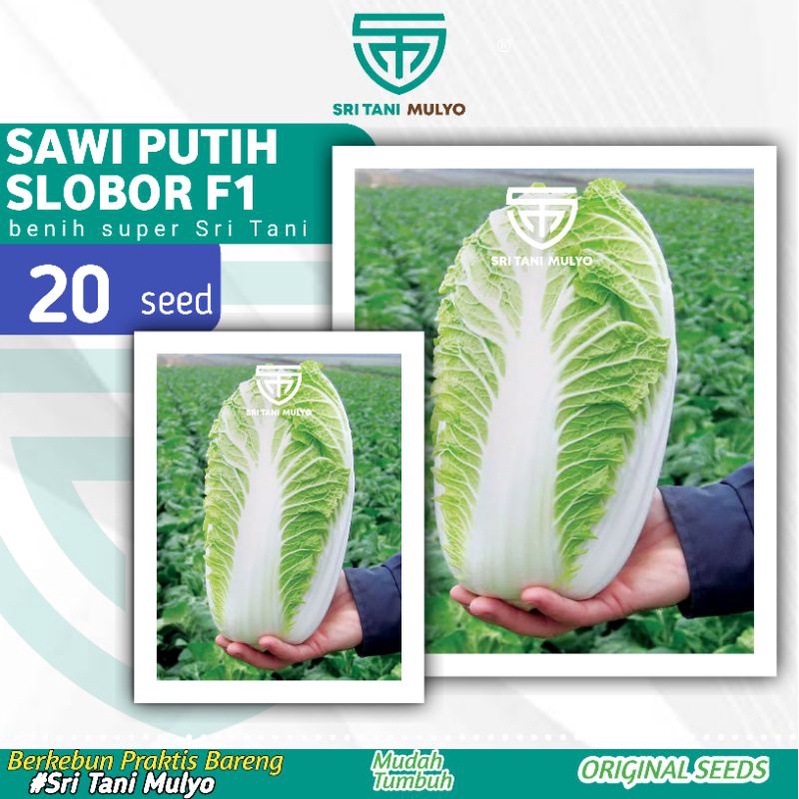 Jual 20 Biji Benih Sawi Putih Slobor F1 Import Quality Seed Bibit