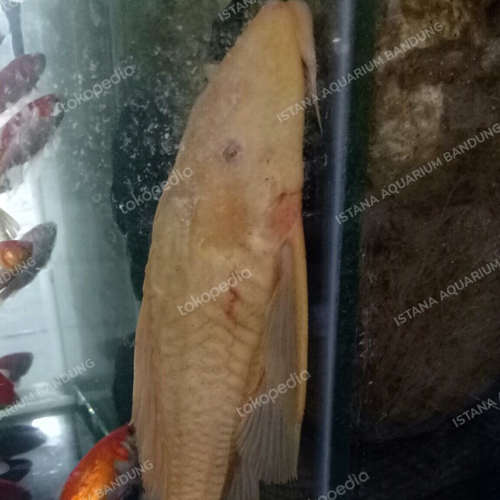 Jual Ikan Sapu Albino Jumbo Shopee Indonesia