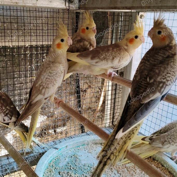 Harga sales cockatiel bird