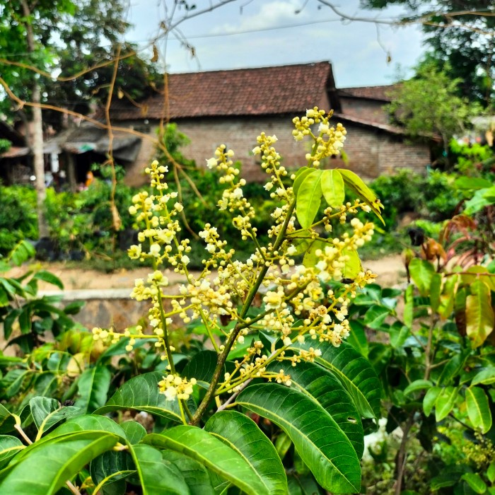 Jual READY Bibit Tanaman Buah Kelengkeng Matalada Berbunga - Berbuah ...