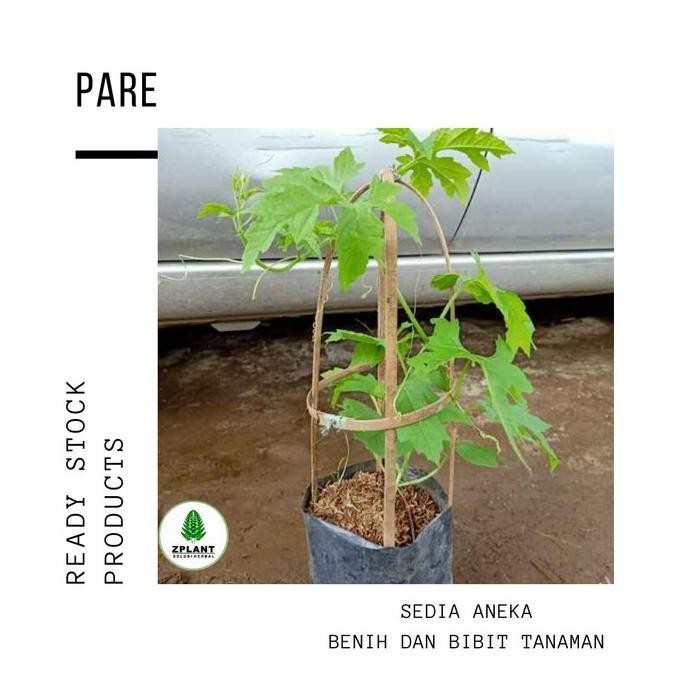 Jual OBRAL TANAMAN Bibit Pare Rambat Poho Buah Paria Pajat Rambai ...