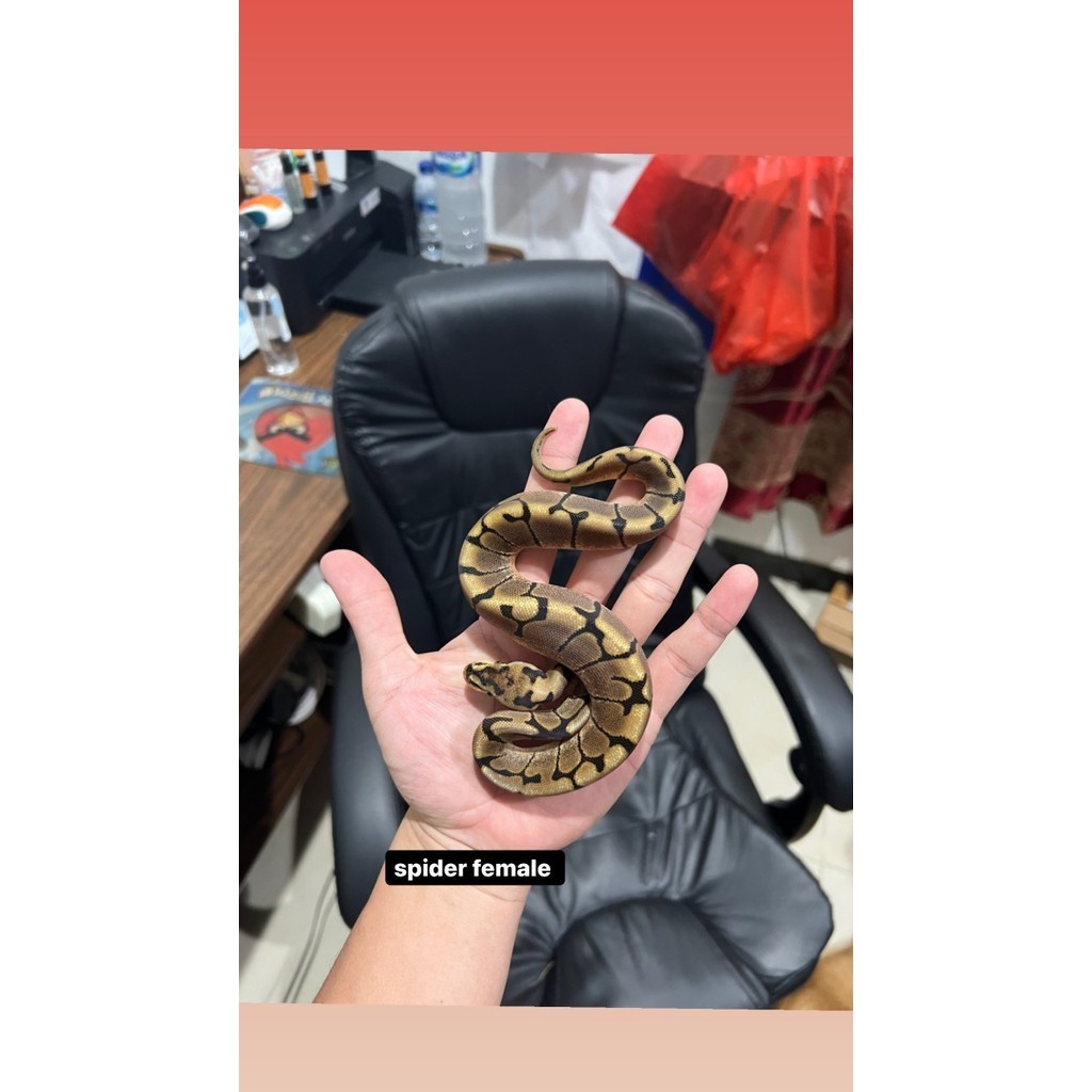 Jual ball python spider female jual ball python ball python