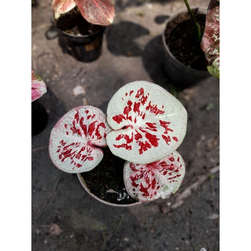 Jual caladium One world | Shopee Indonesia