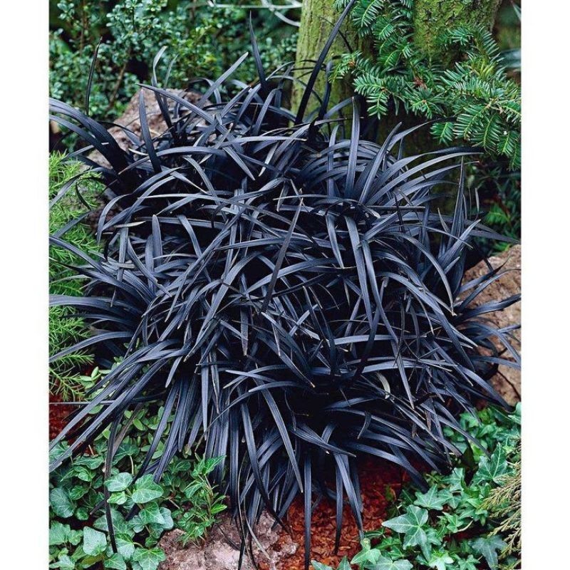 TANAMAN HIAS RUMPUT KUCAI HITAM - KUCAI MINI HITAM - KUCAI ITEM - TANAMAN HIAS OUTDOOR