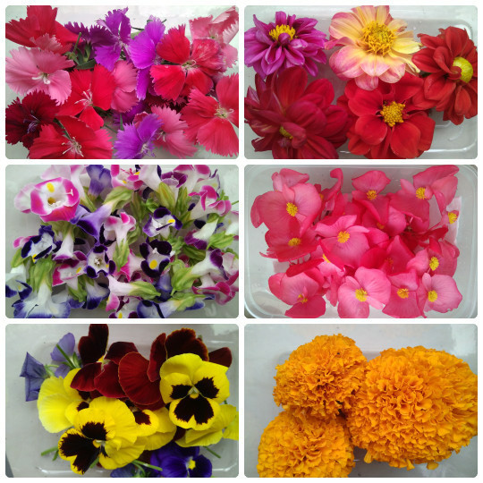 Jual MIX EDIBLE FLOWER - BUNGA SEGAR BISA DIMAKAN - BUNGA SEGAR UNTUK ...